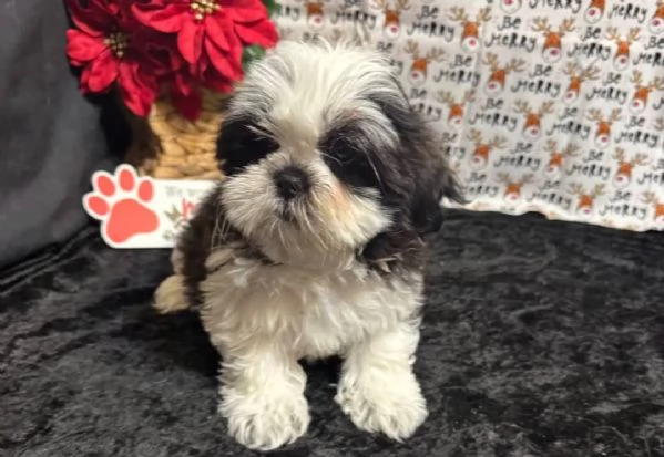 Cuccioli di Shih Tzu | Foto 0