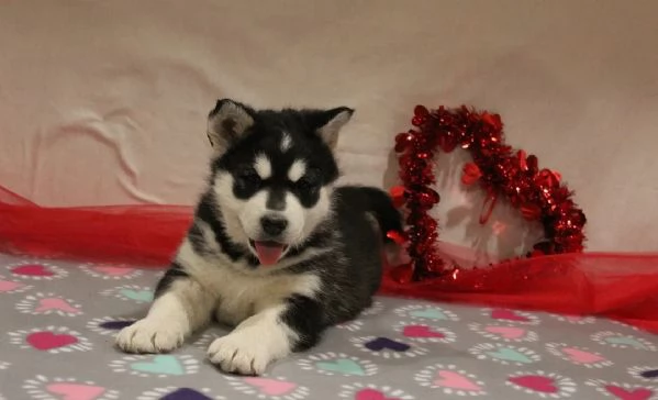 cuccioli di Alaskan Malamute