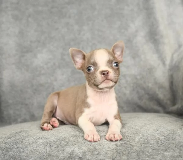  cucciolo di Boston Terrier