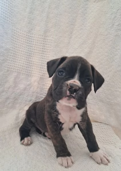 Bellissimi cuccioli di boxer