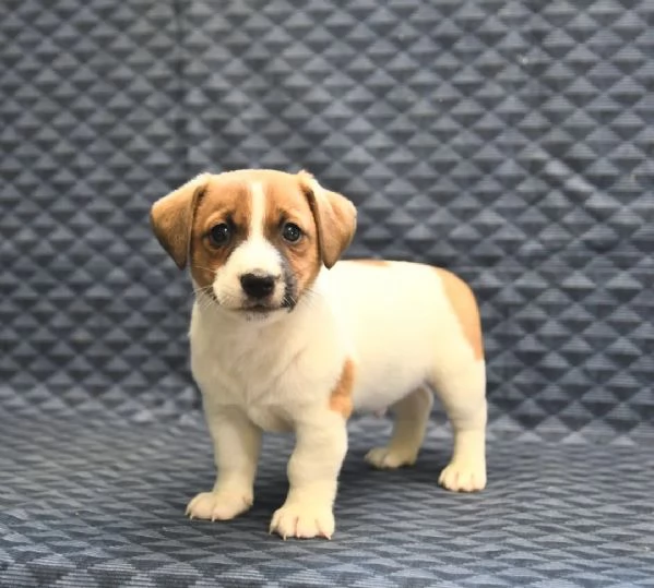 cuccioli di Jack Russell Terrier