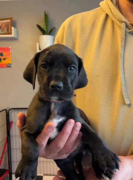 Cuccioli di Alano Blu Solido