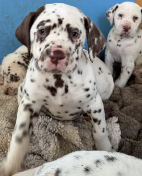 splendidi cuccioli di Dalmata 