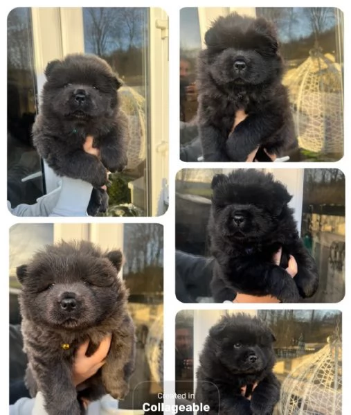 Cerchiamo una casa per sempre! Splendidi Chow Chow neri/blu 