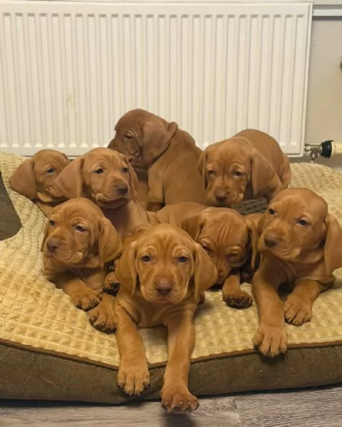cuccioli di Vizla Ungherese