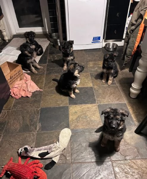 Cuccioli di Pastore Tedesco di razza pura