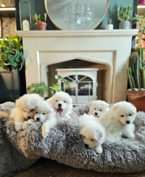 ? Eccezionali cuccioli di Samoiedo Testa d'Orso — Linee di Sangue da Campioni — Registrati KC ? — 1 