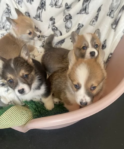 cucciolata di Pembroke Welsh Corgi 