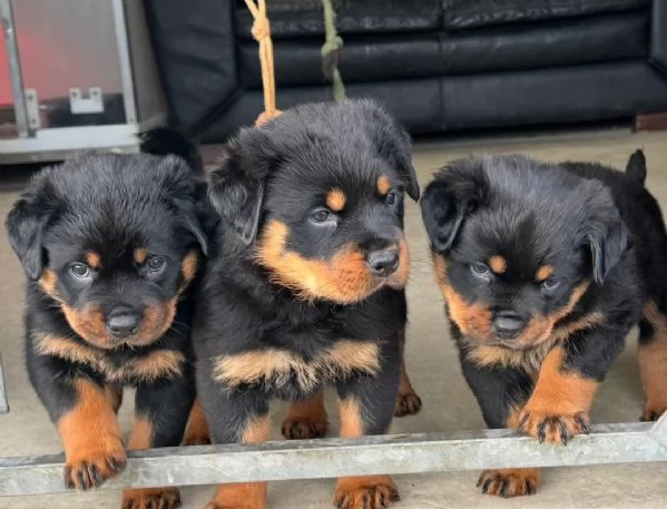 Splendidi cuccioli di Rottweiler. | Foto 0