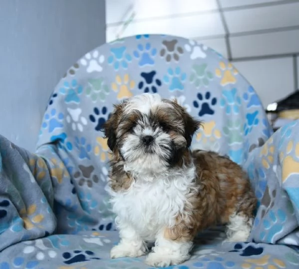 adorabile, affettuoso Shih Tzu