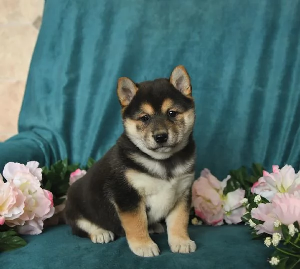 SHIBA INU
