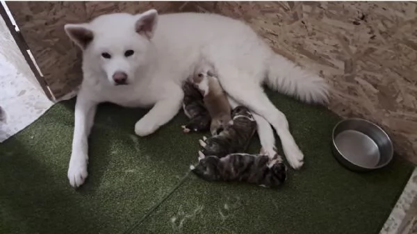 cuccioli di Akita inu