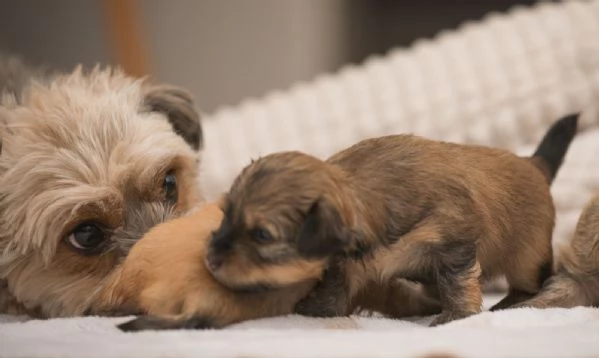 Cuccioli Havanese con pedigree di altissima genealogia – pronti per l'Italia all'inizio di maggio!