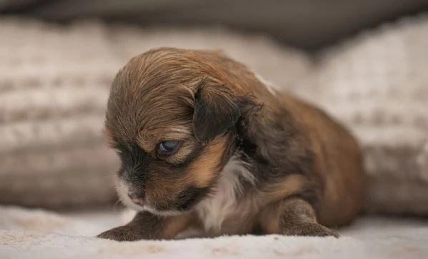Cuccioli Havanese con pedigree di altissima genealogia – pronti per l'Italia all'inizio di maggio! | Foto 5