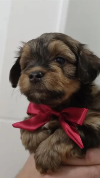 Cuccioli Havanese con pedigree di altissima genealogia – pronti per l'Italia all'inizio di maggio! | Foto 4
