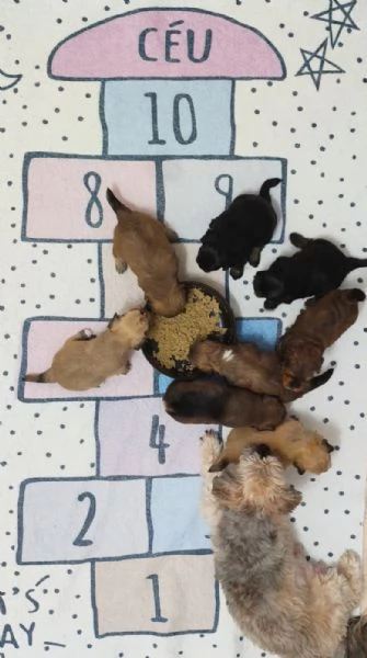 Cuccioli Havanese con pedigree di altissima genealogia – pronti per l'Italia all'inizio di maggio! | Foto 3