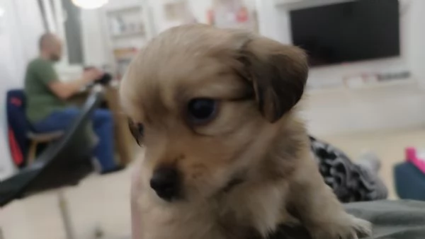 Cuccioli Havanese con pedigree di altissima genealogia – pronti per l'Italia all'inizio di maggio! | Foto 2