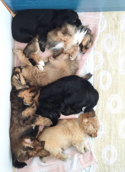 Cuccioli Havanese con pedigree di altissima genealogia – pronti per l'Italia all'inizio di maggio! | Foto 1