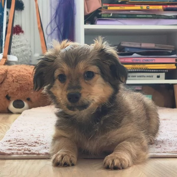Two Shavanese - short haired havanese female puppies | Foto 5