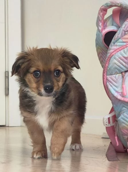 Two Shavanese - short haired havanese female puppies | Foto 4