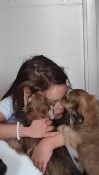 Two Shavanese - short haired havanese female puppies
