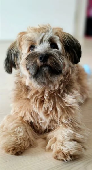 Two Shavanese - short haired havanese female puppies | Foto 3