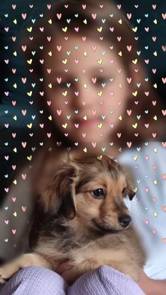 Two Shavanese - short haired havanese female puppies | Foto 2