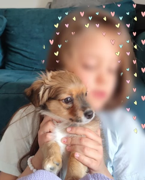 Two Shavanese - short haired havanese female puppies | Foto 1