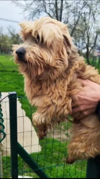 Two Shavanese - short haired havanese female puppies | Foto 0