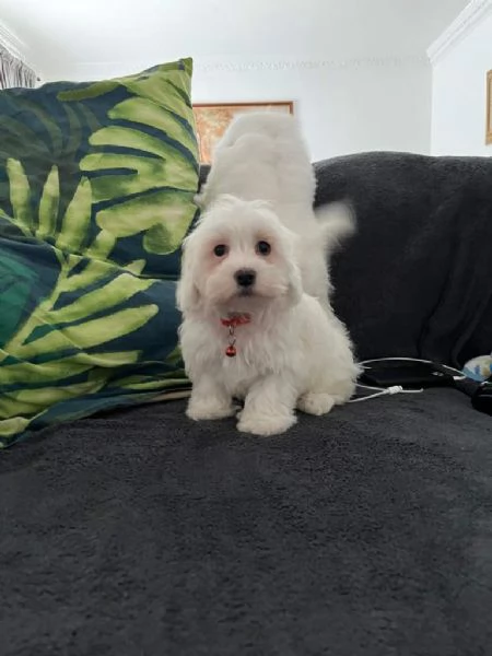 Bellissimi cuccioli maltesi in cerca di una nuova casa | Foto 1