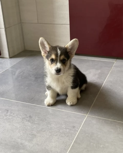  REGALO  WELSH CORGI 
