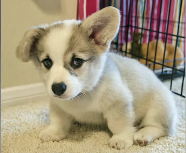  REGALO  WELSH CORGI  | Foto 0