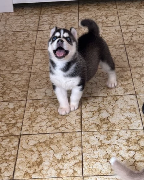  REGALO HUSKY | Foto 0