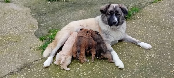 Meravigliosi cuccioli cercano casa