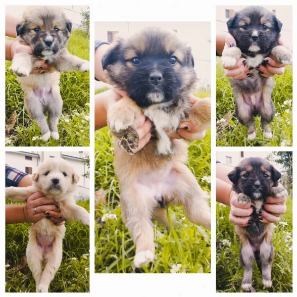 Meravigliosi cuccioli cercano casa | Foto 1