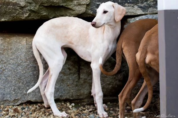 Cucciola azawakh (levriero dei tuareg)