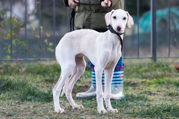Cucciola azawakh (levriero dei tuareg) | Foto 1