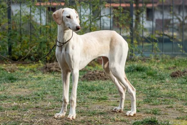 Cucciola azawakh (levriero dei tuareg)