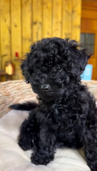 Stupendi barboncini | Foto 2