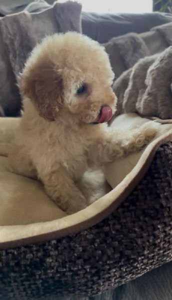 Stupendi barboncini | Foto 1