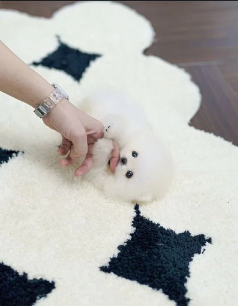 Cuccioli di Volpino Pomerania pronti per partire