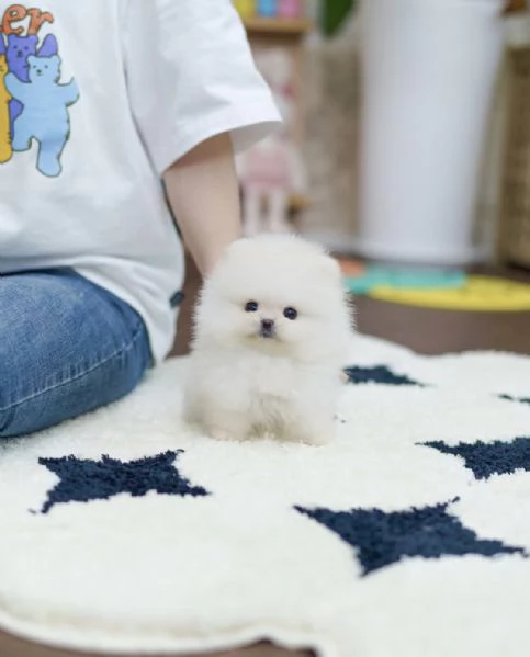 Cuccioli di Volpino Pomerania pronti per partire | Foto 1