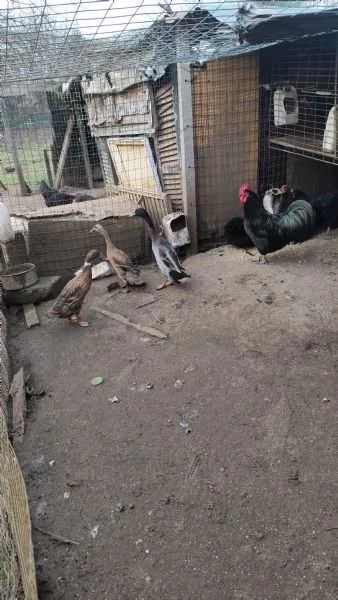 Anatre corritrici | Foto 2