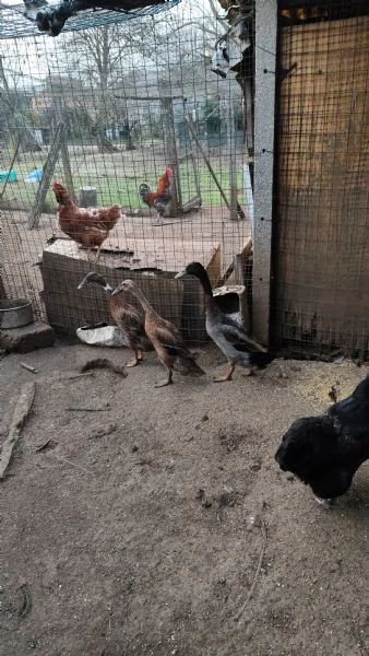 Anatre corritrici | Foto 0