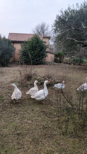Oca romagnola  | Foto 1