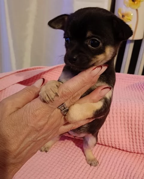 Chihuahua