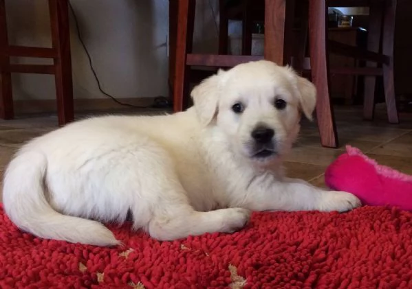 Golden retriever cuccioli