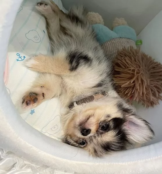 Cuccioli di Chihuahua di razza pura | Foto 0