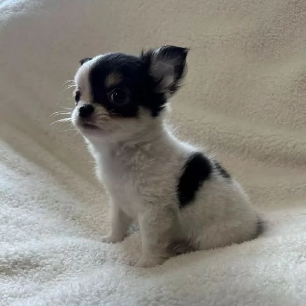 Cuccioli di Chihuahua