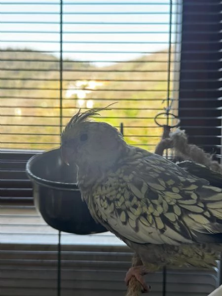 Coppia calopsite | Foto 1